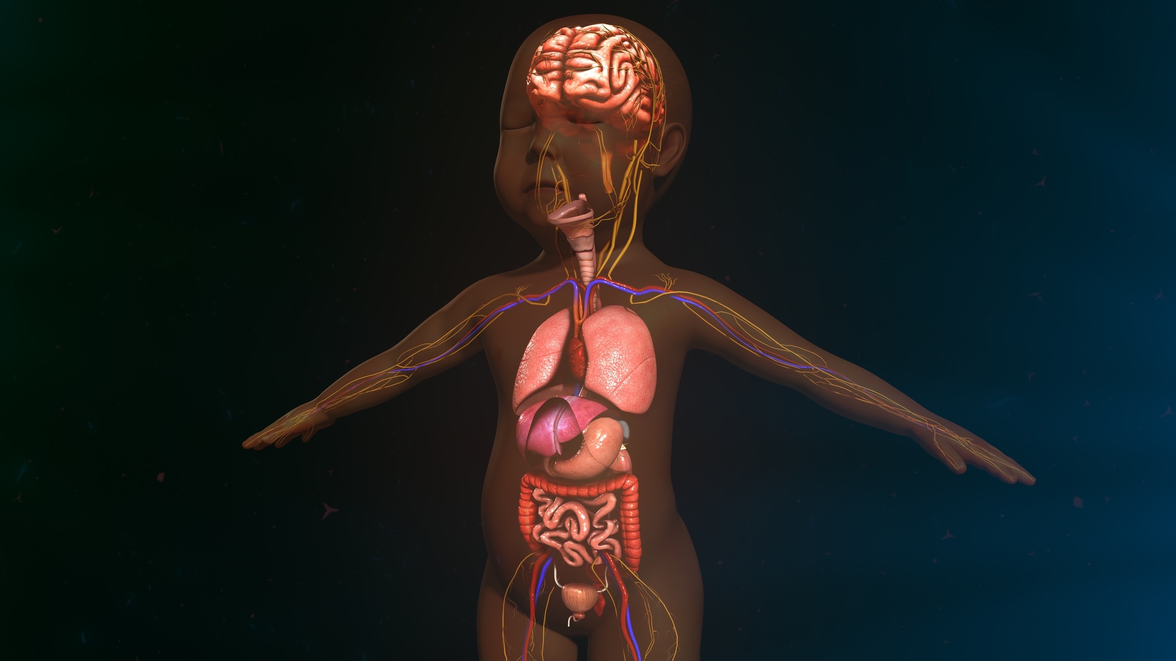 Анатомия органов тела ребенка
